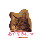猫のすだちくん（個別スタンプ：7）