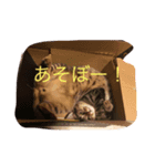 猫のすだちくん（個別スタンプ：8）