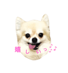チワワののんちゃん。（個別スタンプ：10）