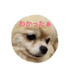 チワワののんちゃん。（個別スタンプ：14）