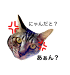 愛猫のむぎちゃんです( ˙▽˙ )/（個別スタンプ：2）