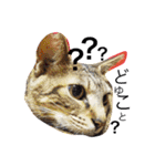 愛猫のむぎちゃんです( ˙▽˙ )/（個別スタンプ：3）