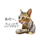 愛猫のむぎちゃんです( ˙▽˙ )/（個別スタンプ：6）