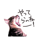 愛猫のむぎちゃんです( ˙▽˙ )/（個別スタンプ：7）