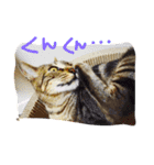 愛猫のむぎちゃんです( ˙▽˙ )/（個別スタンプ：8）