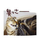 愛猫のむぎちゃんです( ˙▽˙ )/（個別スタンプ：9）
