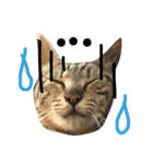 愛猫のむぎちゃんです( ˙▽˙ )/（個別スタンプ：10）