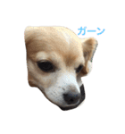 るんちゃん日常言葉2（個別スタンプ：5）
