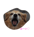 るんちゃん日常言葉2（個別スタンプ：8）
