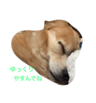 るんちゃん日常言葉2（個別スタンプ：11）