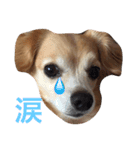 るんちゃん日常言葉2（個別スタンプ：16）