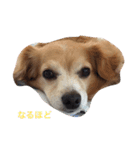 るんちゃん日常言葉2（個別スタンプ：17）