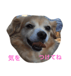 るんちゃん日常言葉2（個別スタンプ：22）