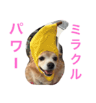 るんちゃん日常言葉2（個別スタンプ：24）