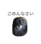 我が家のくまさん（個別スタンプ：1）
