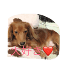 プリンちゃんです（個別スタンプ：5）