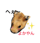 ほのぼの 博多弁ハム☆（個別スタンプ：35）