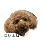 愛犬トイプードルのマロンちゃんです。（個別スタンプ：1）