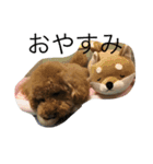 愛犬トイプードルのマロンちゃんです。（個別スタンプ：2）