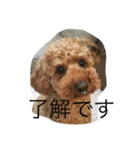 愛犬トイプードルのマロンちゃんです。（個別スタンプ：5）