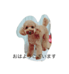 愛犬トイプードルのマロンちゃんです。（個別スタンプ：6）