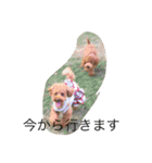 愛犬トイプードルのマロンちゃんです。（個別スタンプ：7）
