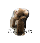 愛犬トイプードルのマロンちゃんです。（個別スタンプ：9）
