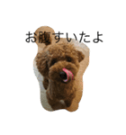 愛犬トイプードルのマロンちゃんです。（個別スタンプ：10）