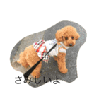 愛犬トイプードルのマロンちゃんです。（個別スタンプ：11）