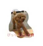愛犬トイプードルのマロンちゃんです。（個別スタンプ：14）