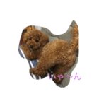 愛犬トイプードルのマロンちゃんです。（個別スタンプ：15）