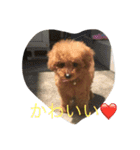 愛犬トイプードルのマロンちゃんです。（個別スタンプ：16）