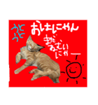 めろたんです。（個別スタンプ：5）