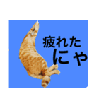 めろたんです。（個別スタンプ：7）