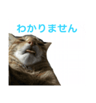 めろたんです。（個別スタンプ：8）