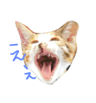 まつだ犬猫（個別スタンプ：1）