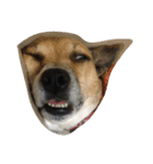 まつだ犬猫（個別スタンプ：6）