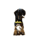 まつだ犬猫（個別スタンプ：8）