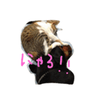 まつだ犬猫（個別スタンプ：9）