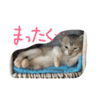 まつだ犬猫（個別スタンプ：14）