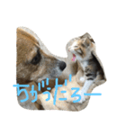 まつだ犬猫（個別スタンプ：15）
