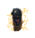 まつだ犬猫（個別スタンプ：17）