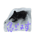 まつだ犬猫（個別スタンプ：18）