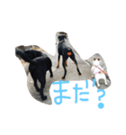 まつだ犬猫（個別スタンプ：19）