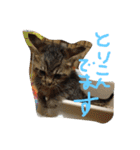 まつだ犬猫（個別スタンプ：20）