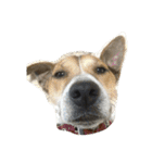 まつだ犬猫（個別スタンプ：21）