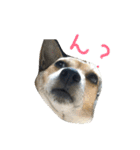 まつだ犬猫（個別スタンプ：22）