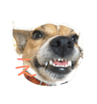 まつだ犬猫（個別スタンプ：23）