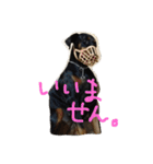 まつだ犬猫（個別スタンプ：24）