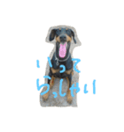 まつだ犬猫（個別スタンプ：25）